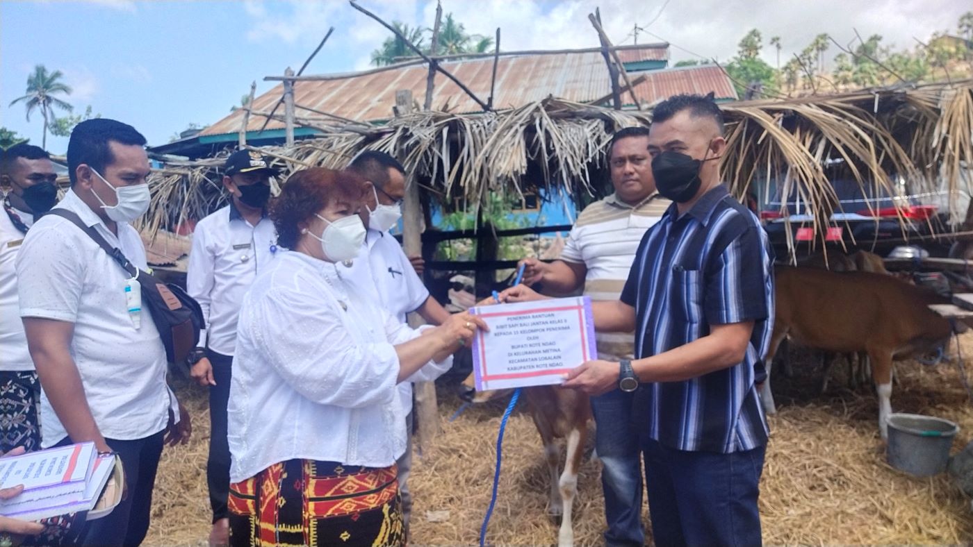 Bupati Rote Ndao Paulina Haning-Bullu menyerahkan bantuan bibit Sapi Bali Kelas II Jantan kepada Salmun Klaas, salah satu ketua kelompok penerima, di kediaman Ramli Abdurahman Kiah, RT 08/RW 03, Lingkungan 02, Kelurahan Metina, Sabtu (23/10/2021). Foto: Dok.ROOLNews