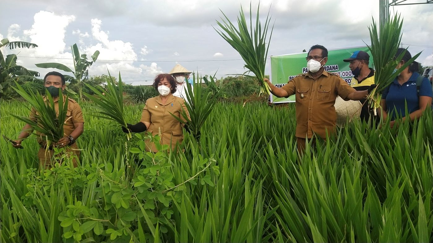 Bupati Rote Ndao Paulina Haning-Bullu, Wakil Bupati Stefanus M Saek, dan Kepala Dinas Peternakan Kabupaten Rote Ndao Hermanus Haning (kiri), melakukan panen perdana rumput odot di kebun Poktan Sangga Betes, Desa Holoama, Kecamatan Lobalain, Selasa (30/11/2021). Foto.Dok.ROOLNews