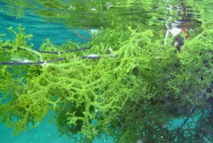 Rote Ndao Jadi Sasaran Pengembangan Budi Daya Rumput Laut Ramah Lingkungan
