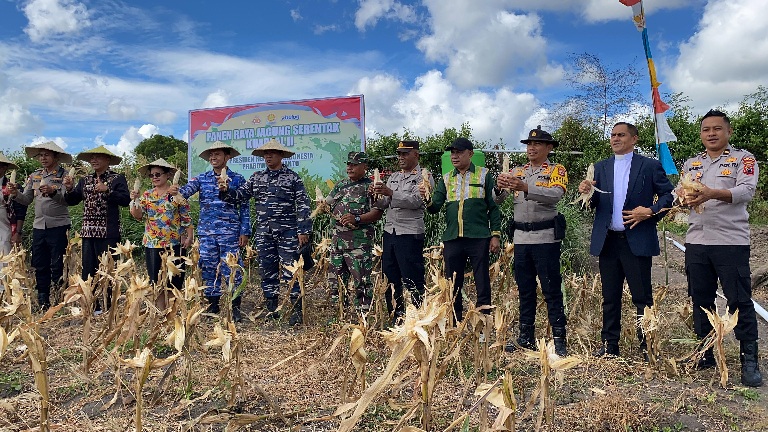 Sinergi Polres-Pemkab Rote Ndao, Panen Jagung di Loman Dukung Program Nasional
