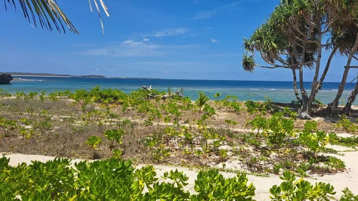 Respons Ancaman Abrasi, PT Bo'a Development Tanam 15.000 Gagabusan di Pantai Oemau