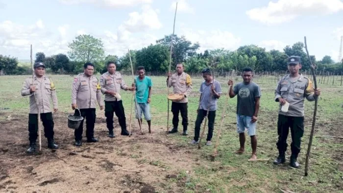 Kejar Target 20 Hektare, Polsek Rote Timur Sudah Tanami 5 Hektare Lahan Jagung
