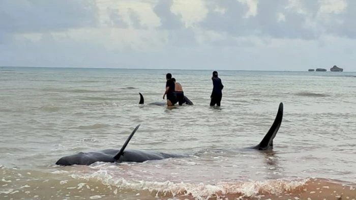 Aksi Kolaboratif di Mbadokai, 34 Paus Pilot Berhasil Dievakuasi ke Laut